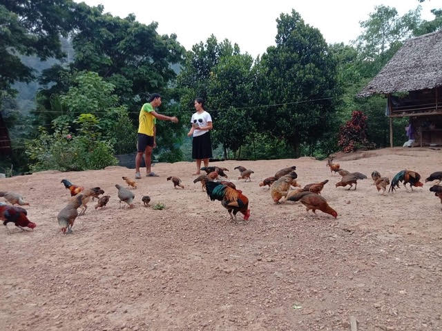 Caring for Chickens.jpg