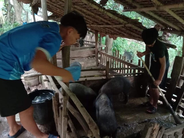 Caring for Pigs.jpg